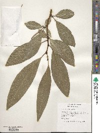 Salix fargesii image