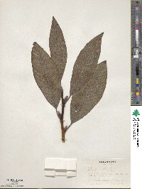 Salix fargesii image