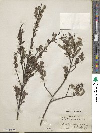 Salix ×holosericea image