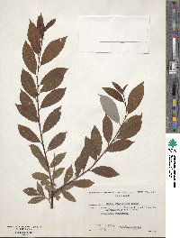 Salix bebbiana image