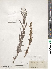 Salix sessilifolia image