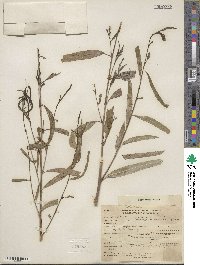 Salix gooddingii var. vallicola image