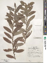 Salix gracilistyla image