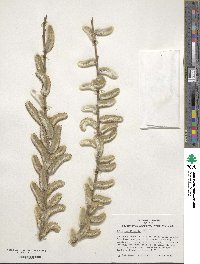 Salix gracilistyla image