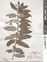 Salix gracilistyla image