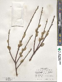 Salix gracilistyla image