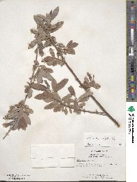 Salix gracilistyla image