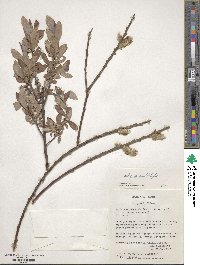 Salix gracilistyla image