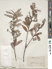 Salix gracilistyla image