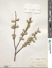 Salix gracilistyla image