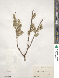 Salix gracilistyla image