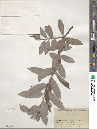 Salix gracilistyla image