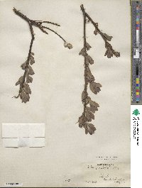 Salix gracilistyla image