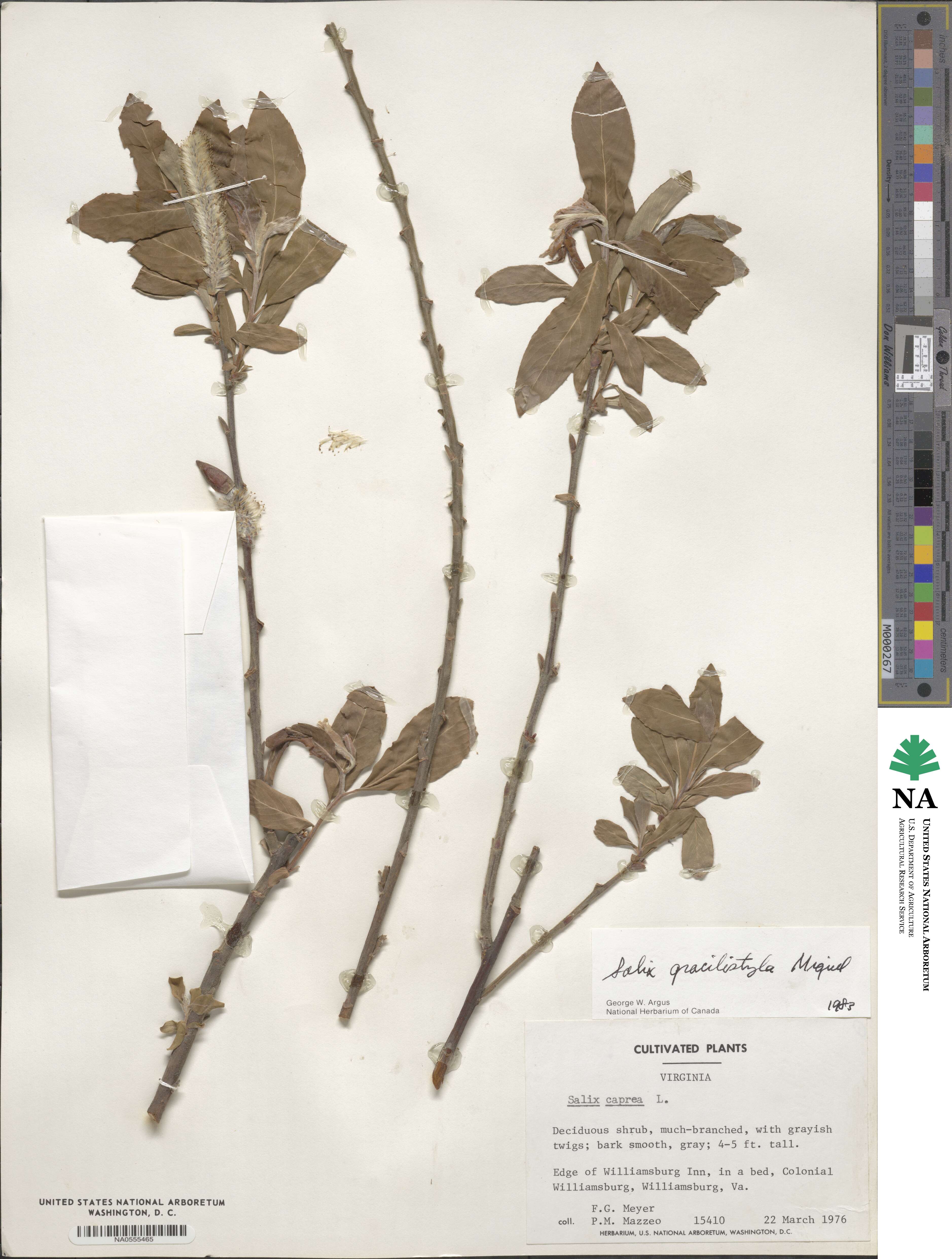 Salix gracilistyla image