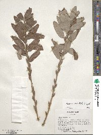 Salix gracilistyla image