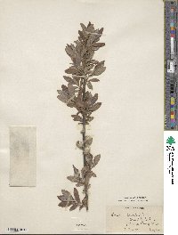 Salix gracilistyla image