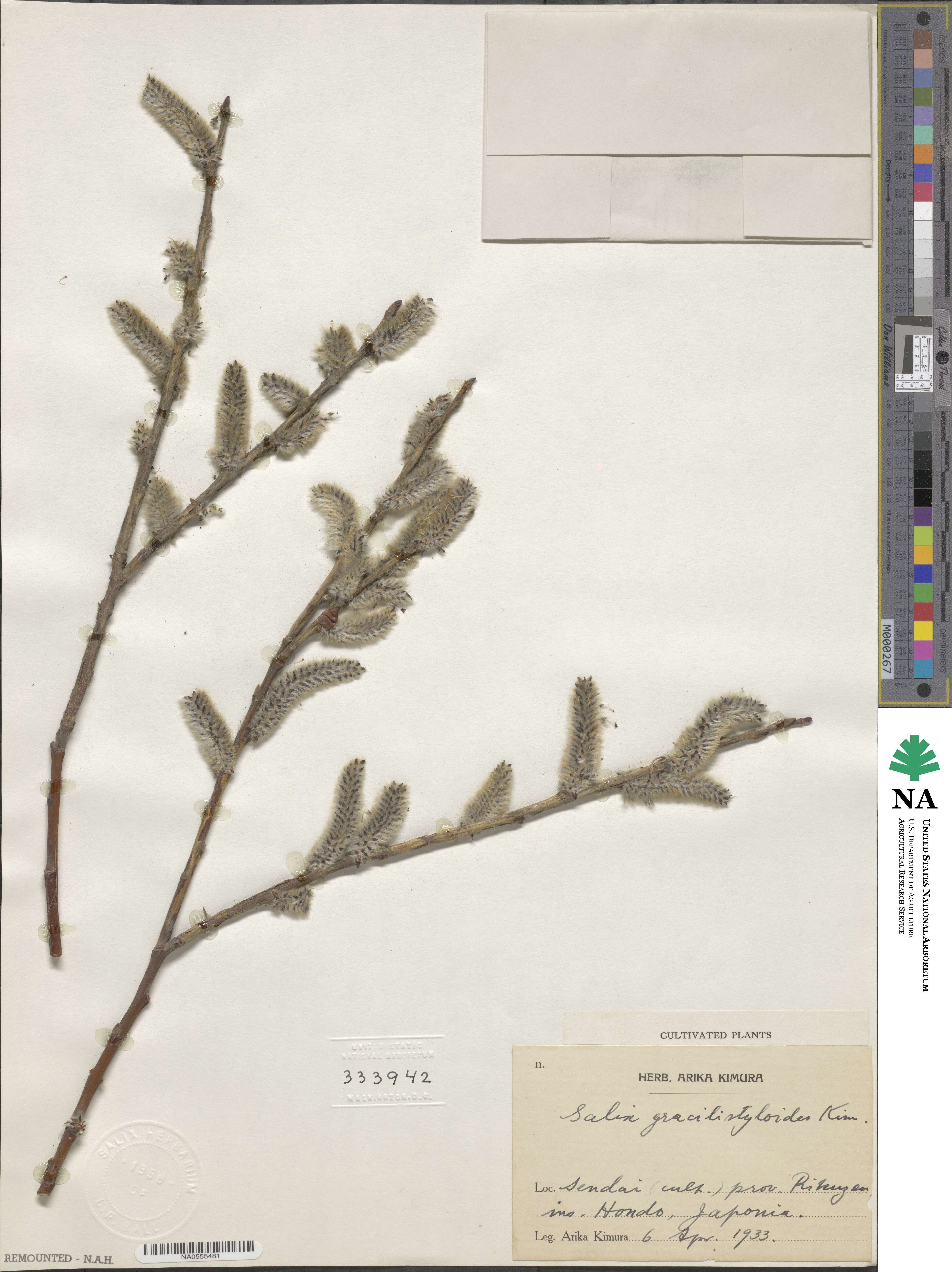 Salix gracilistyla image