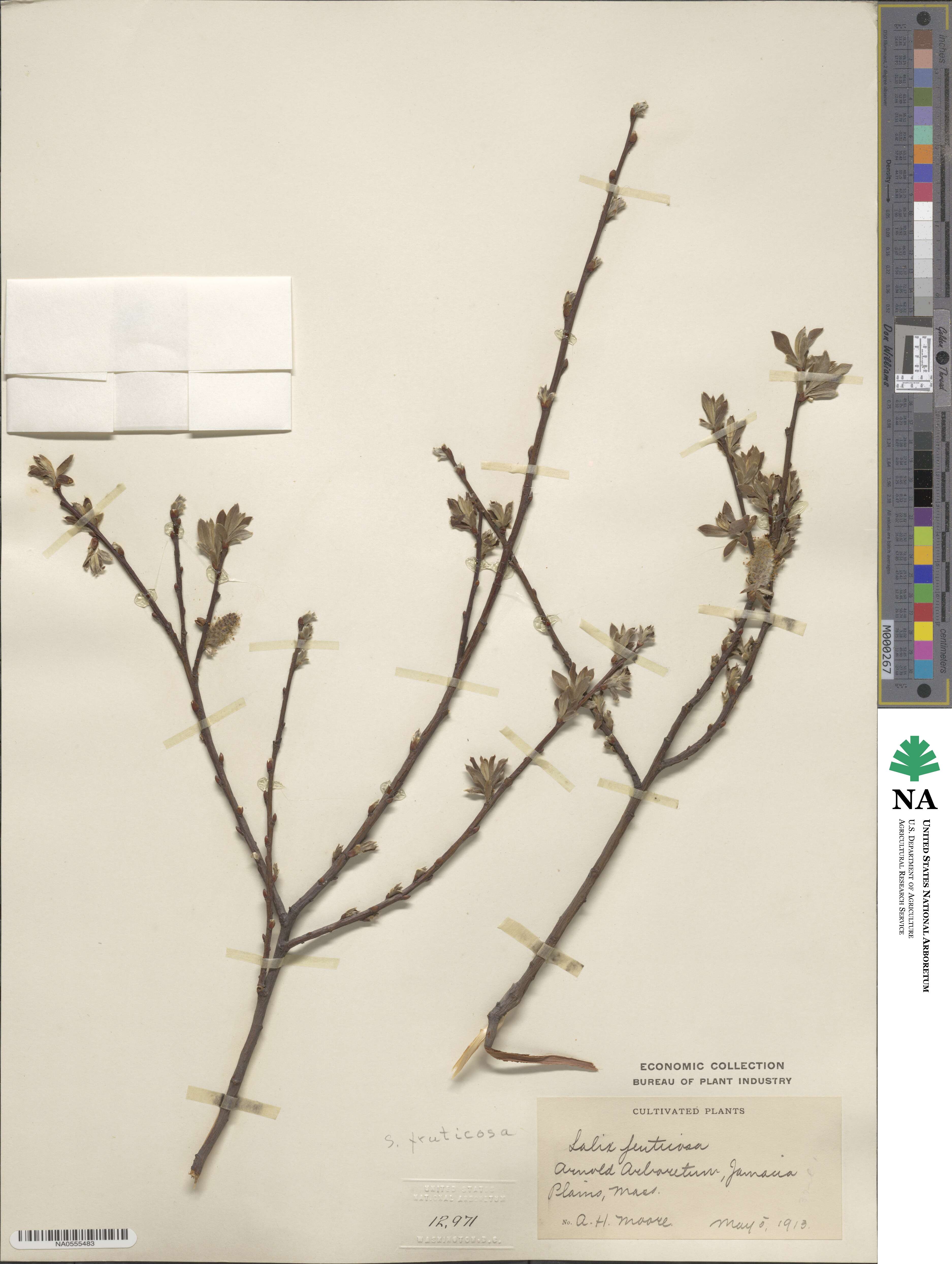 Salix ×fruticosa image