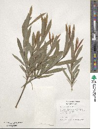 Salix gilgiana image