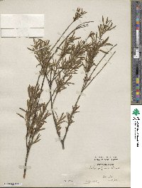 Salix gilgiana image