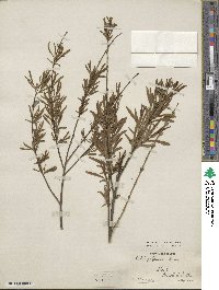 Salix gilgiana image