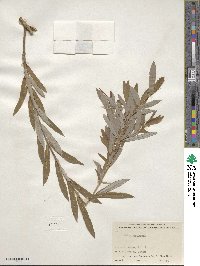 Salix gilgiana image