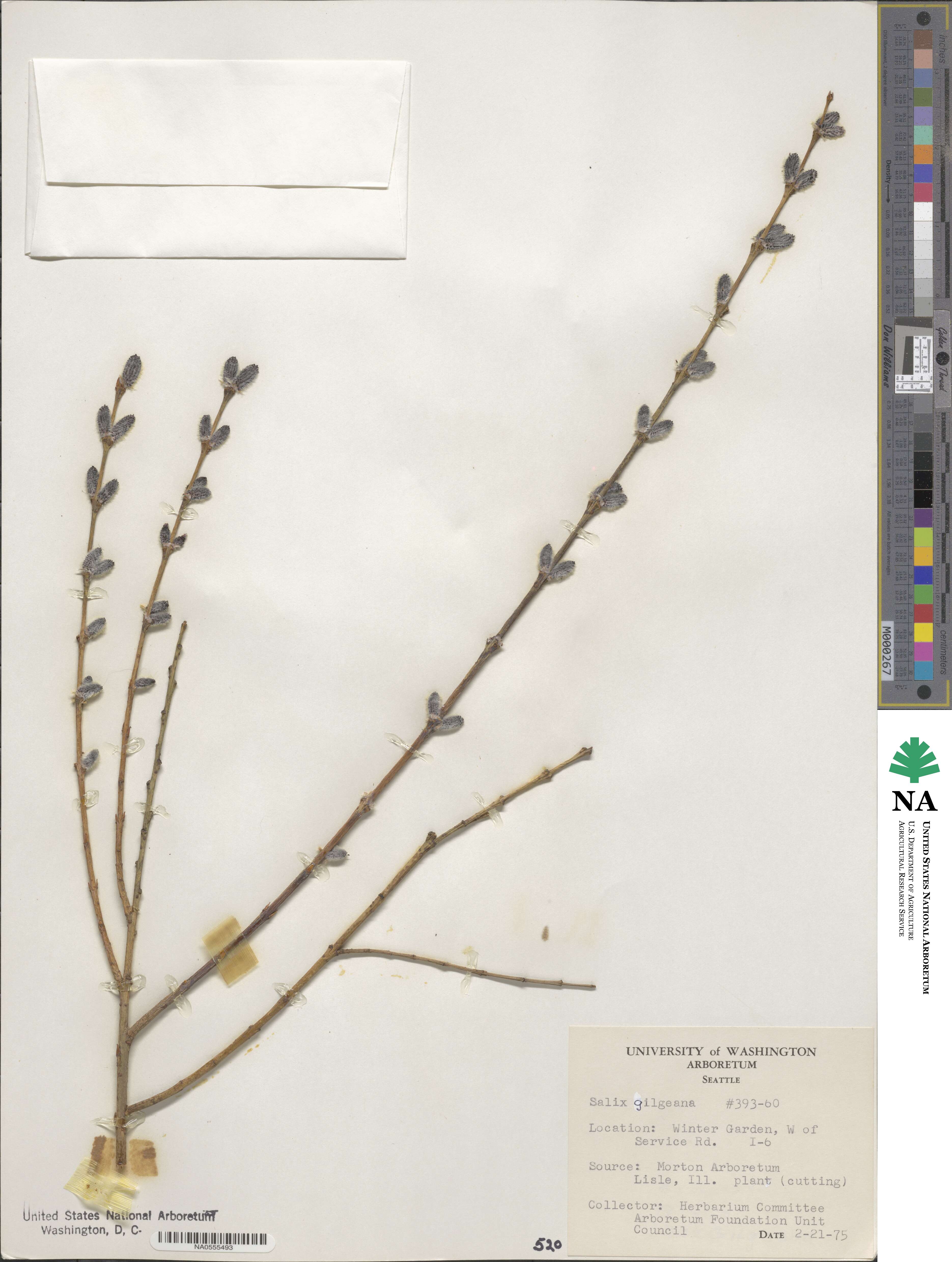 Salix gilgiana image