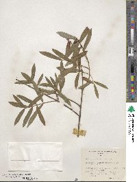 Salix gilgiana image