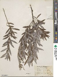 Salix gilgiana image