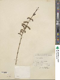 Salix gilgiana image