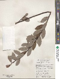 Salix glabra image