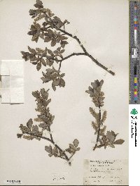 Salix glabra image