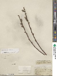 Salix glaucophylla image