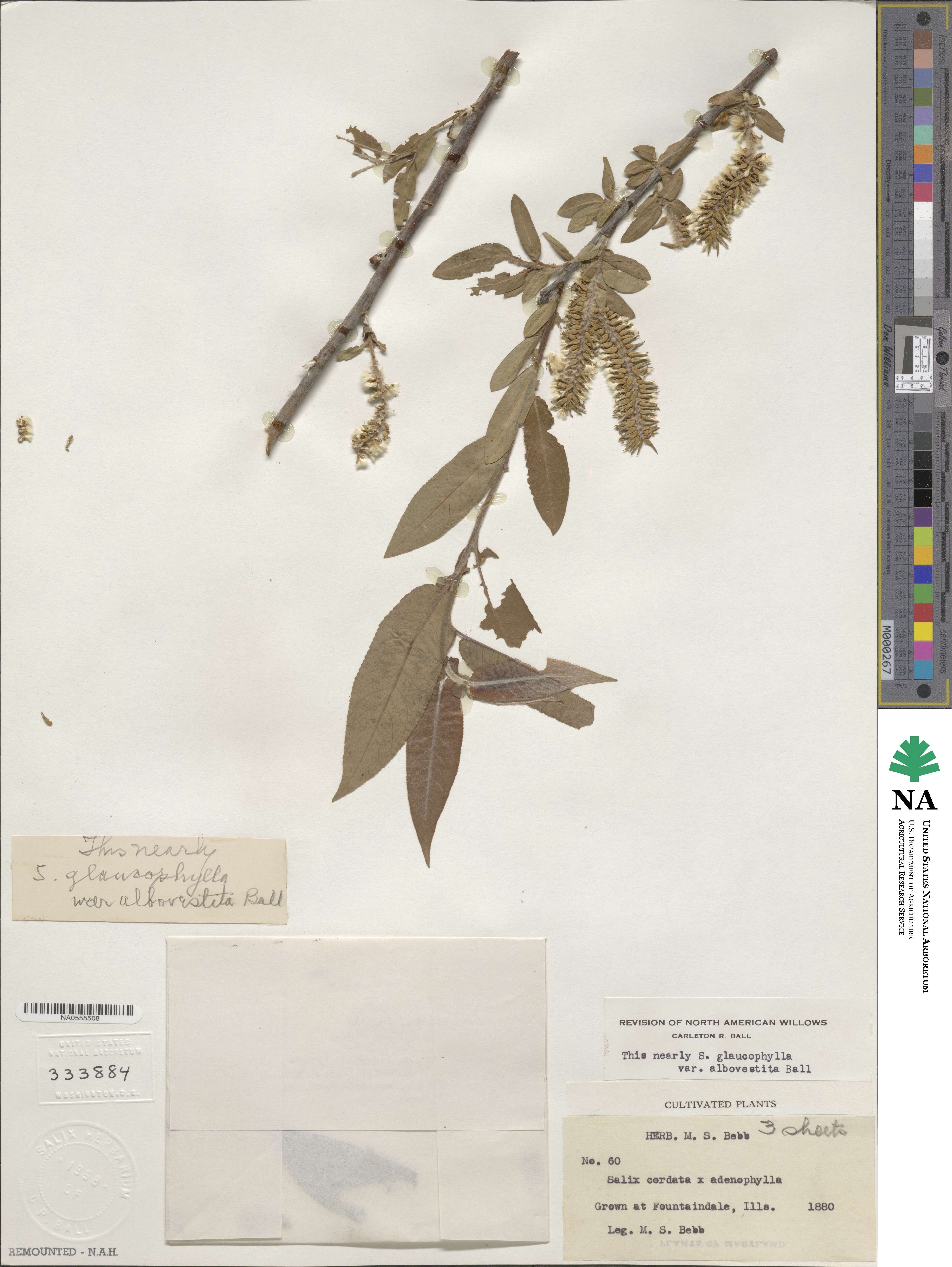 Salix glaucophylla var. albovestita image