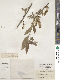 Salix glaucophylla image