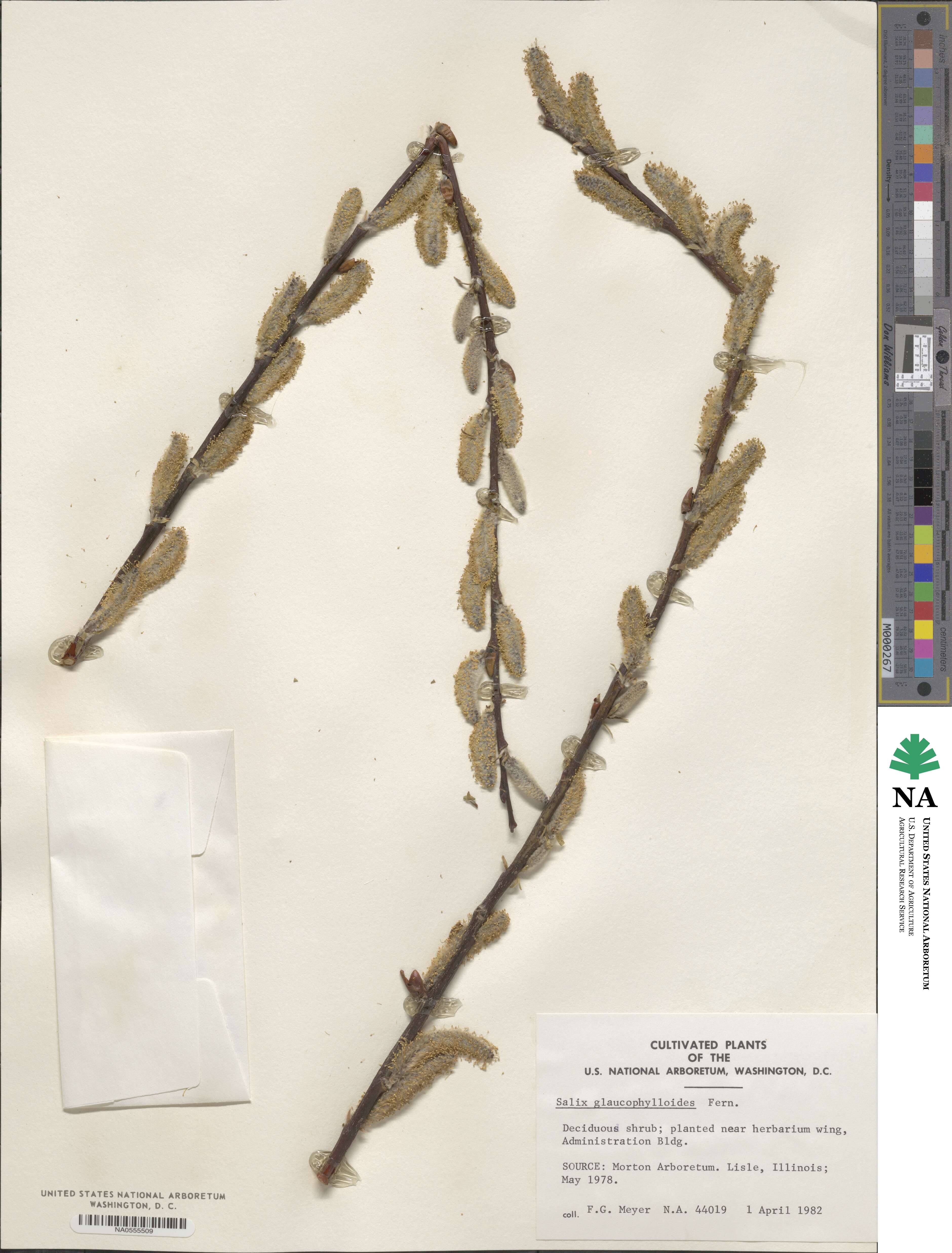 Salix myricoides image