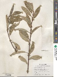 Salix myricoides image