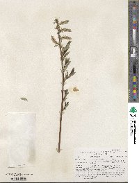 Salix myricoides image