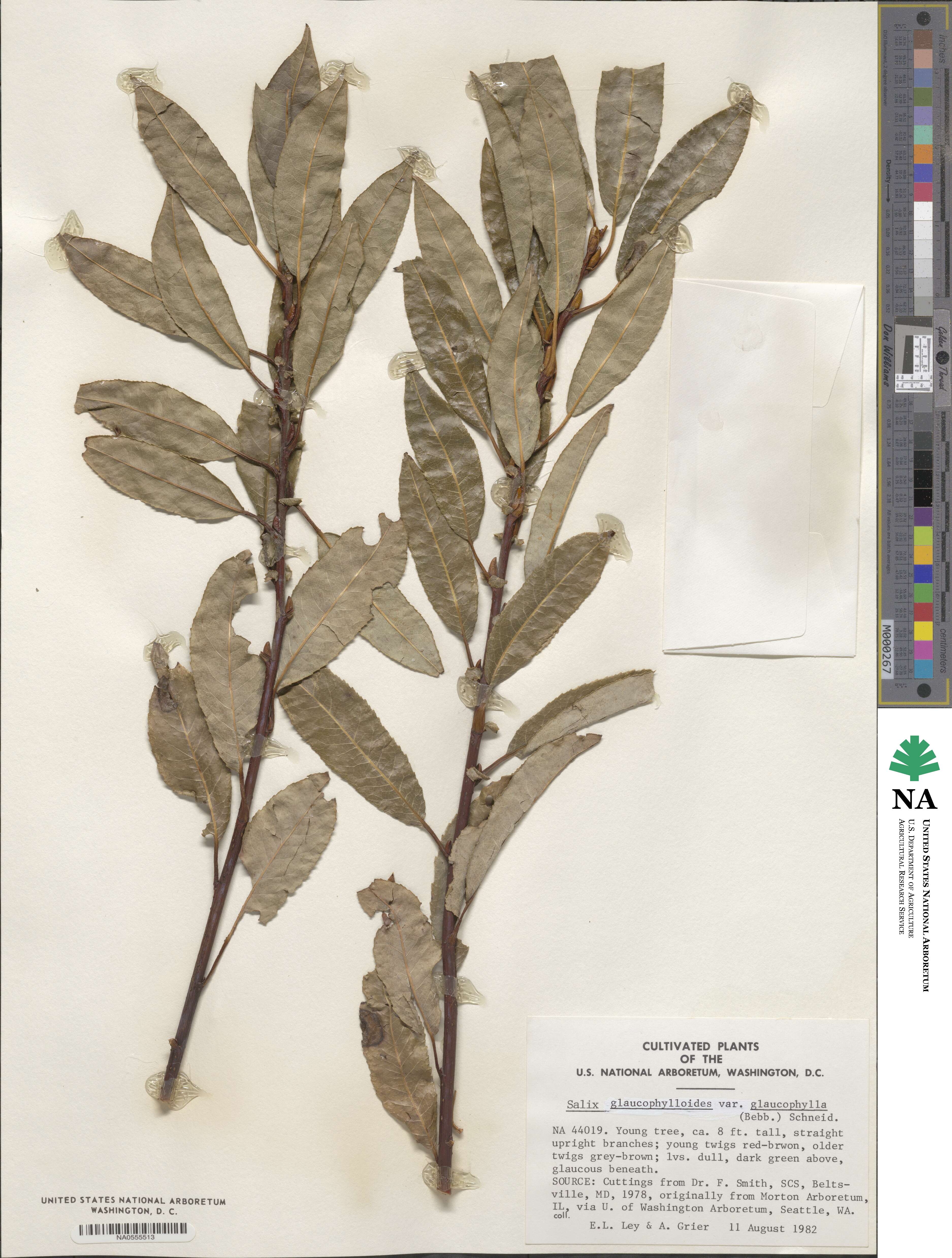 Salix myricoides image