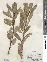 Salix myricoides image