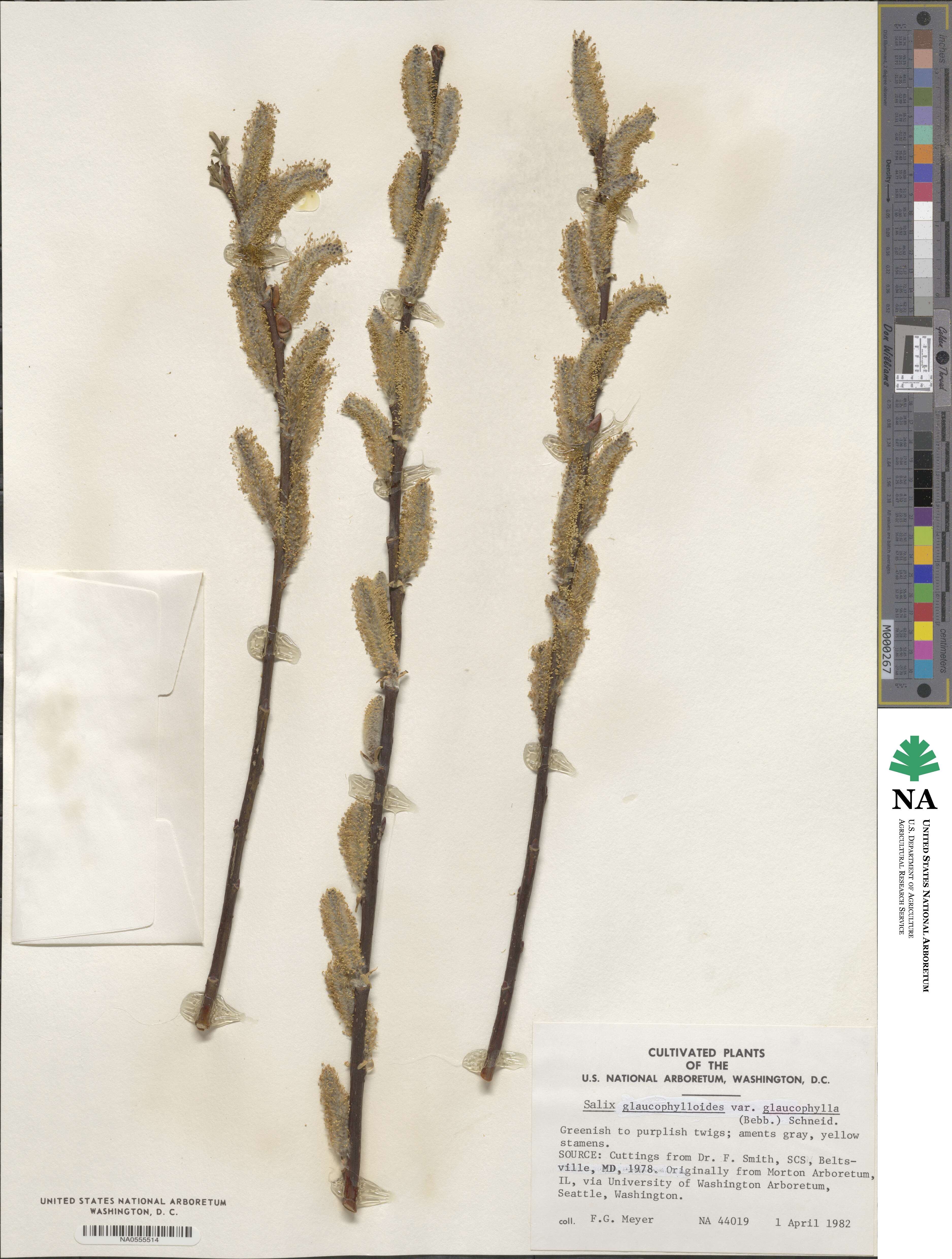 Salix myricoides image