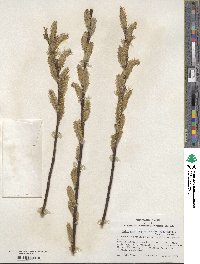 Salix myricoides image