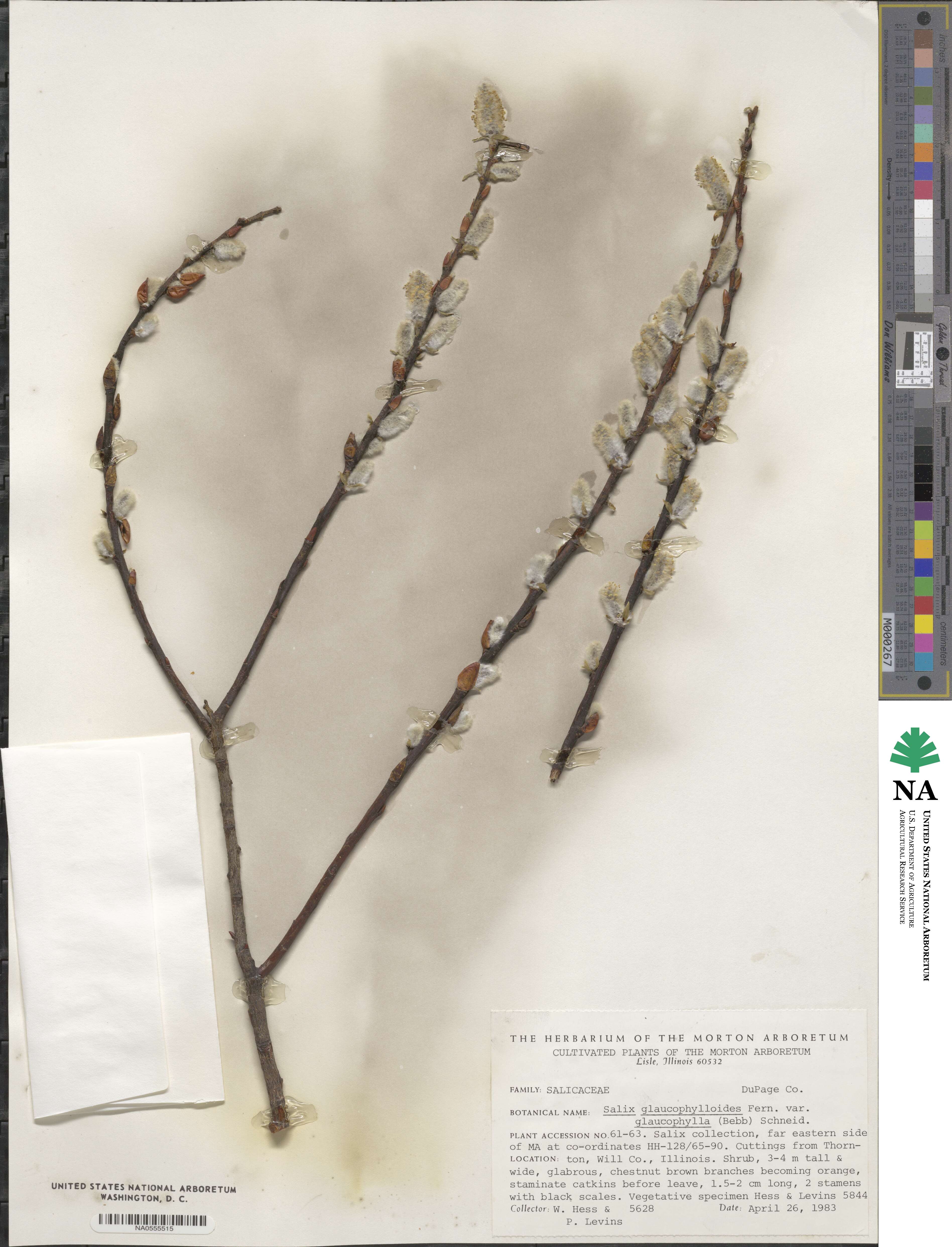 Salix myricoides image