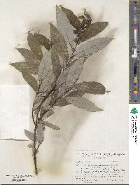 Salix myricoides image