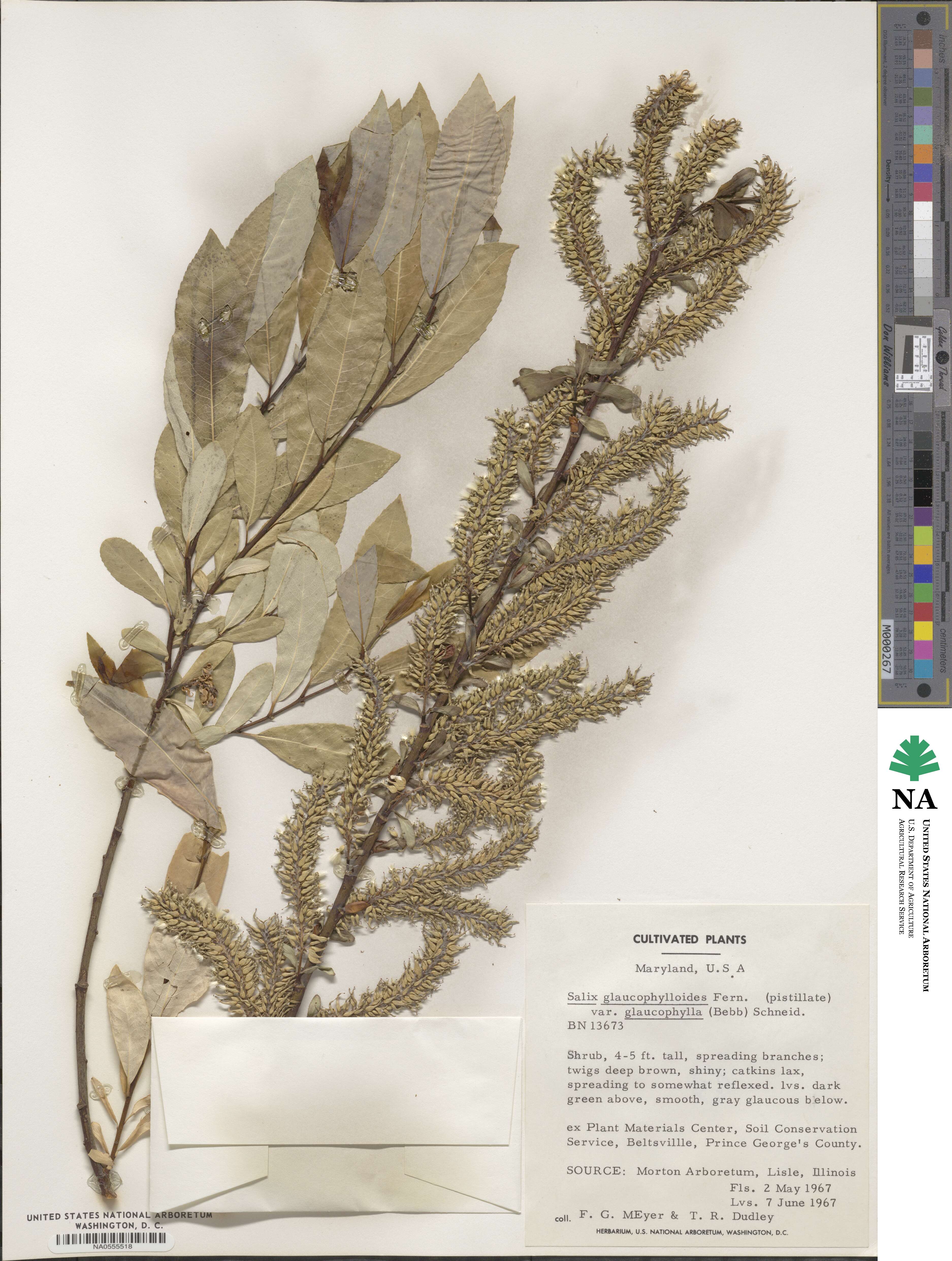 Salix myricoides image