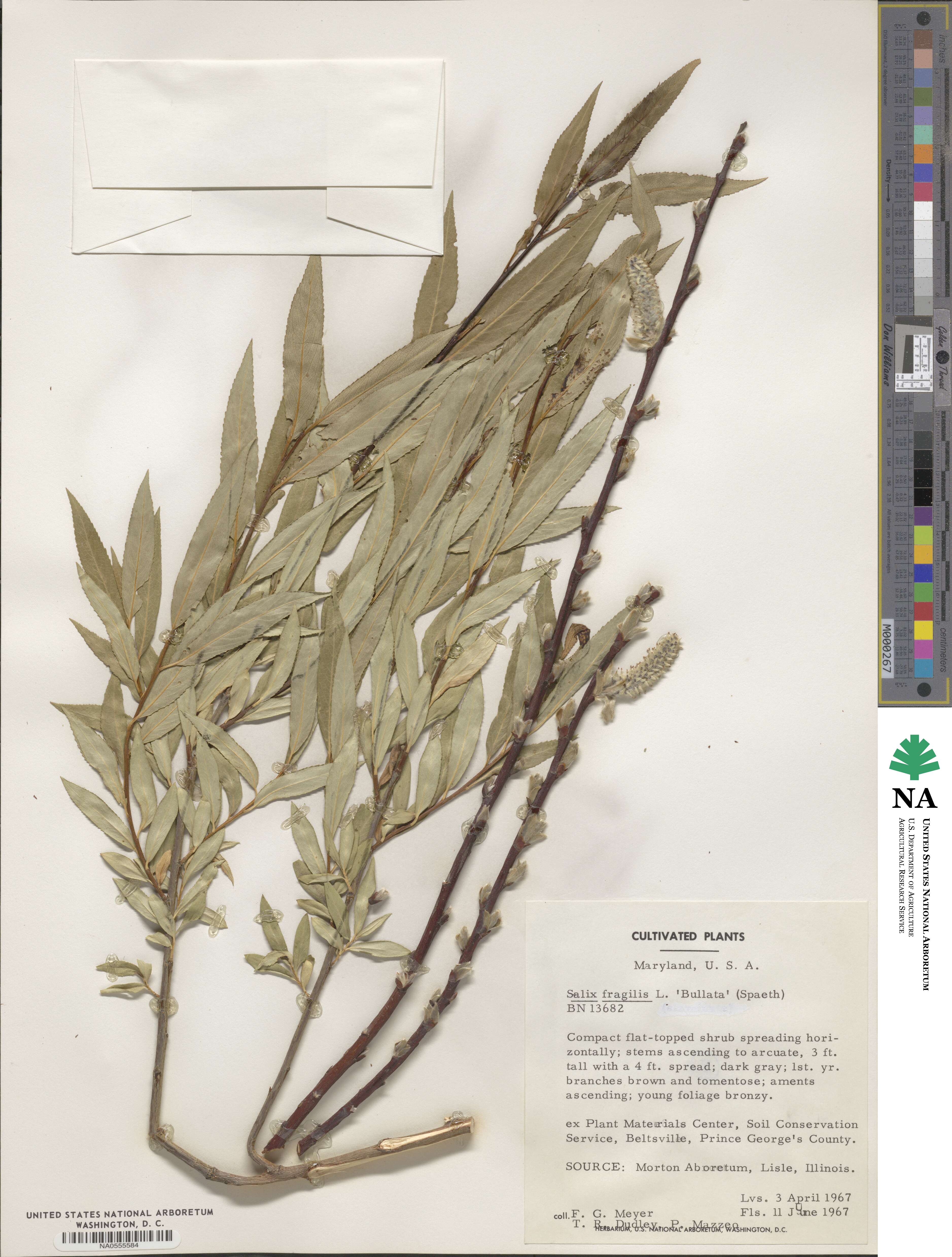 Salix fragilis f. bullata image