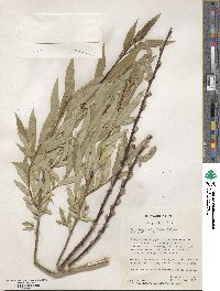 Salix fragilis f. bullata image