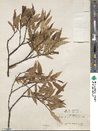 Salix fragilis f. bullata image