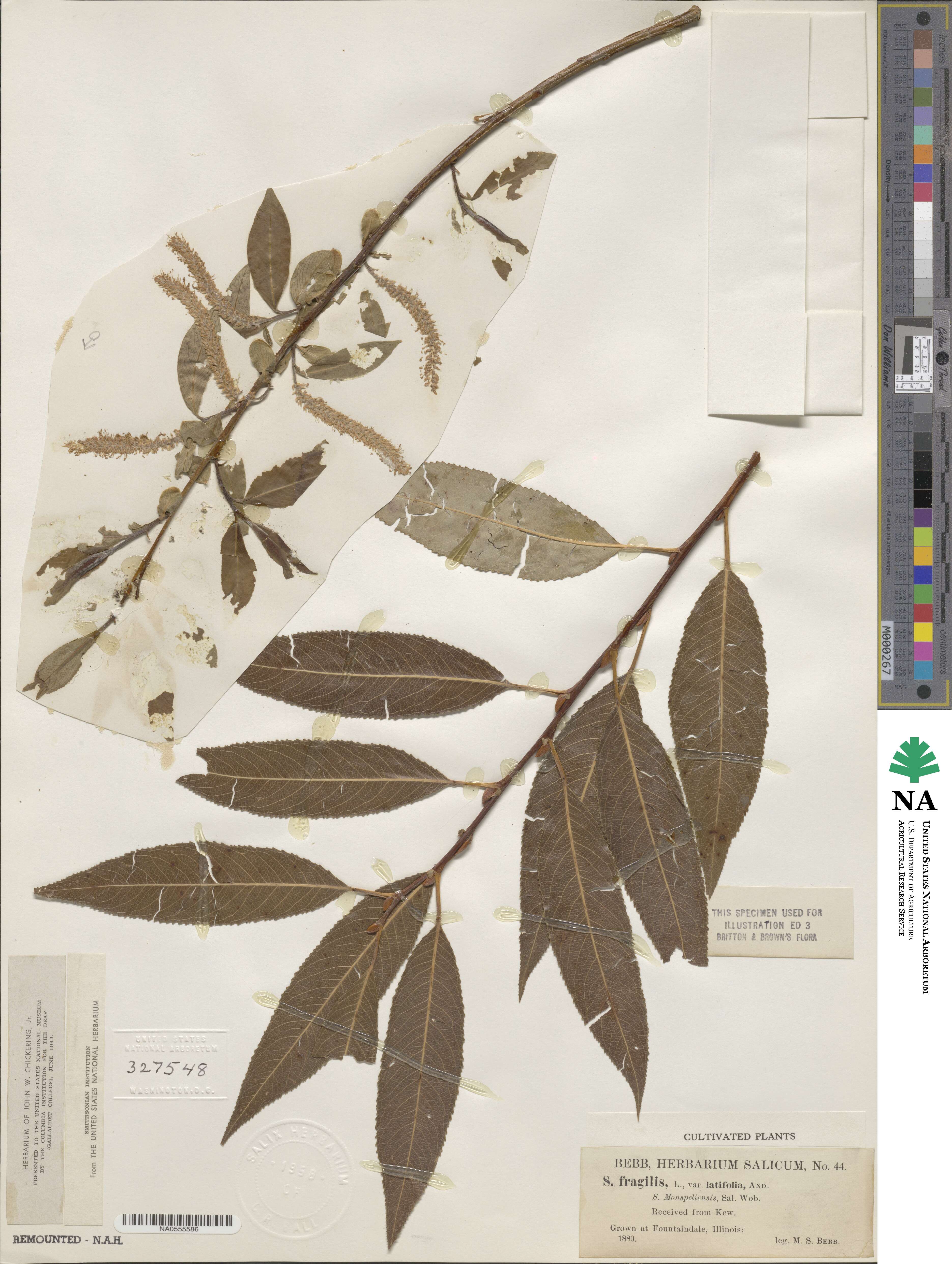 Salix fragilis f. latifolia image