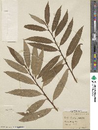 Salix ×speciosa image